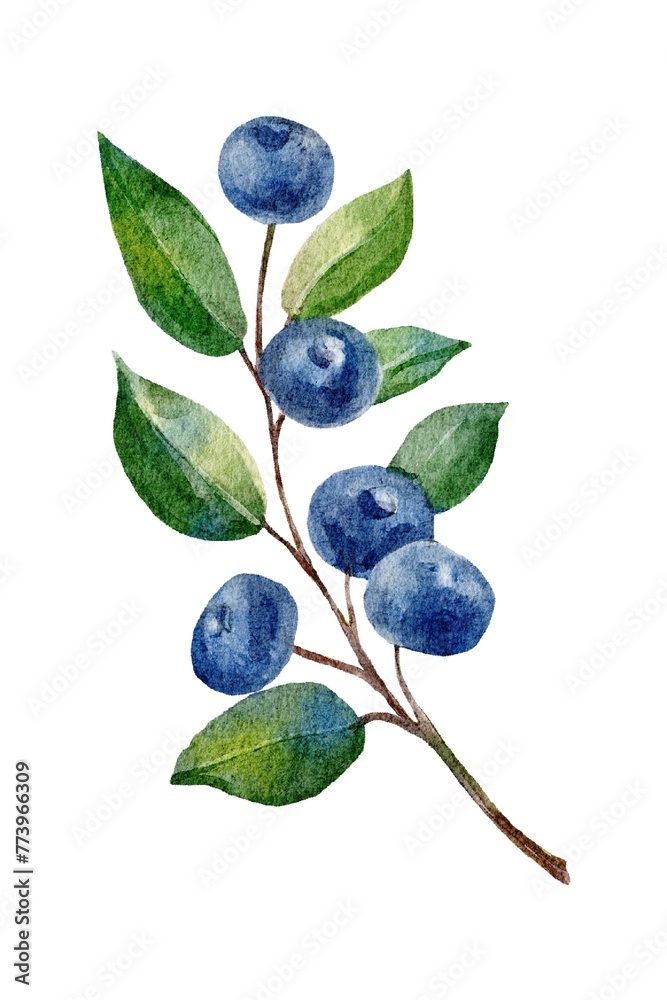 Watercolor painting blueberry on white background. Watercolor painting blueberry on white background.