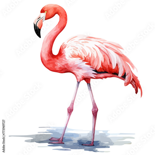 Watercolor vector of a flamingo  isolated on a white background  Drawing Graphic  Illustration clipart  Painting  art design.