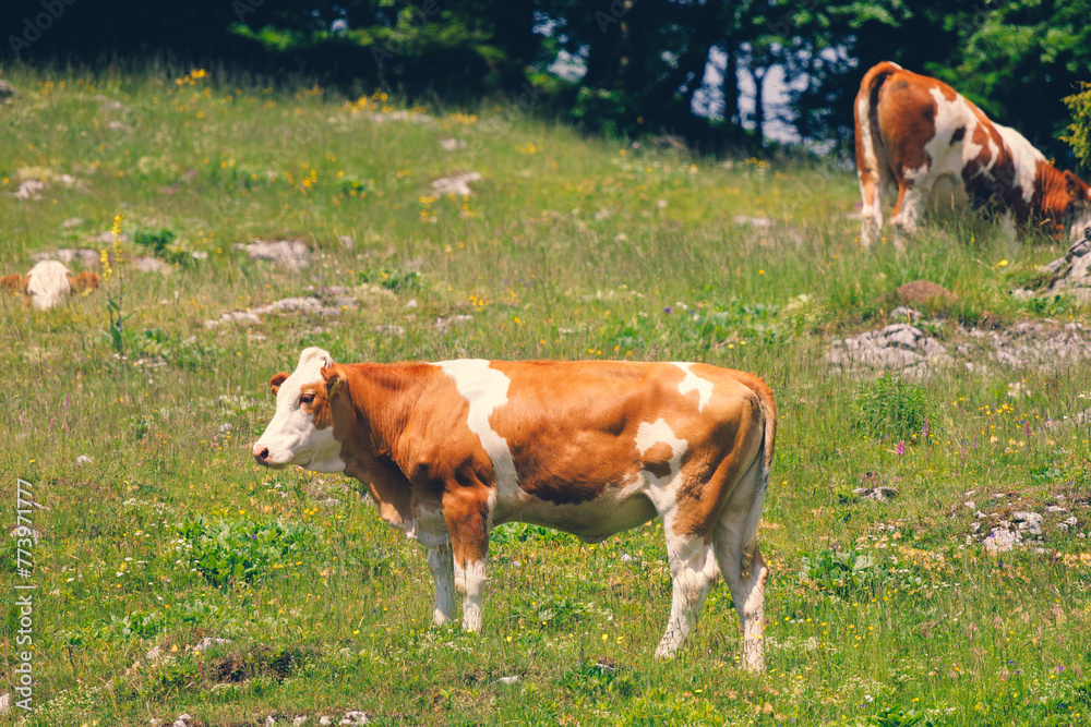 Cows on the Grass of the Meadow of the Big Pasture Plateau Velika Planina  in Savinja Alps, Slovenia