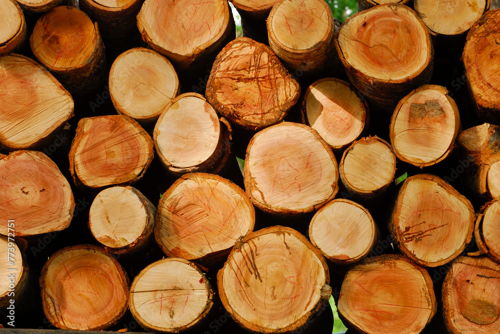 Close up of teak wood logs stacked on pile in forest, freshly cut tree logs piled up as background texture - stock photo Close up of teak wood logs stacked on pile in forest, freshly cut tree logs piled up as background texture - stock photo
