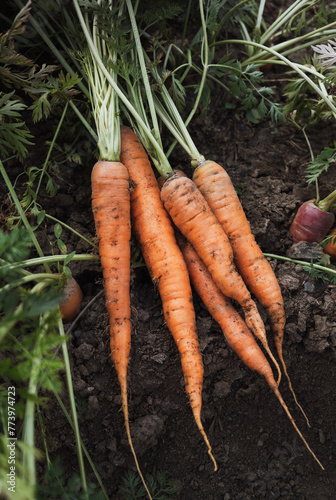 Wallpaper Mural Freshly harvested carrots laying on garden soil Torontodigital.ca