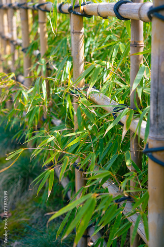 Bamboo branches near a fence made of bamboo stems in Japanese style. Decorative hedge in the garden.
