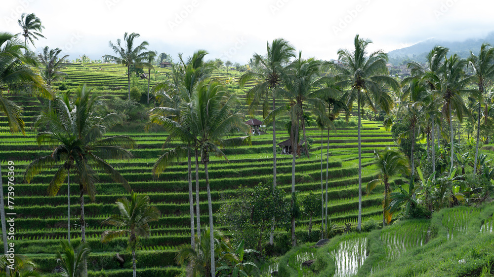 Serene Terraced Rice Paddies in Bali Serene Terraced Rice Paddies in Bali