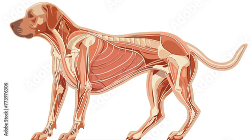 Dog extensor digitorum lateralis muscle anatomy flat vector