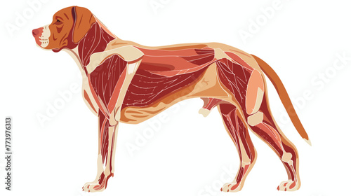 Dog extensor digitorum lateralis muscle anatomy flat vector photo