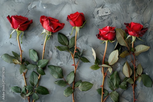 Beautiful red, fresh roses on a gray background