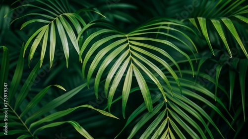 Highlight tropical palm leaves against a green background, evoking a sense of relaxation and exoticism.  photo