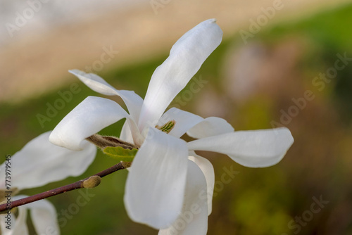 Piękny biały świeżo otwarty kwiat magnolii. Pięknie kwitnący biały kwiat z płatkami przypominającymi skrzydła motyla. Egzotyczne drzewo ozdobne kwitnące na skwerku w mieście. © Grzegorz