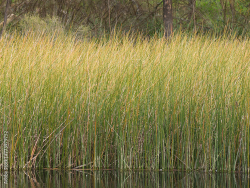 Water reeds of considerable height reflected in water in South Australia, Australia photo