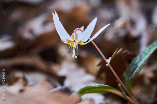 Dog's tooth flower in the forest photo