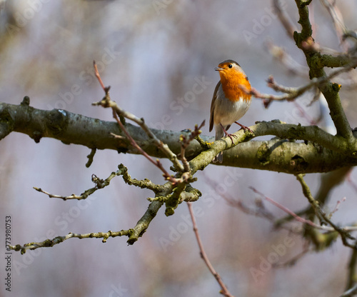 European robin perched © Xalanx