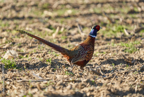 Male pheasant in a field