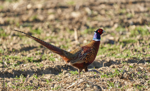 Male pheasant in a field photo