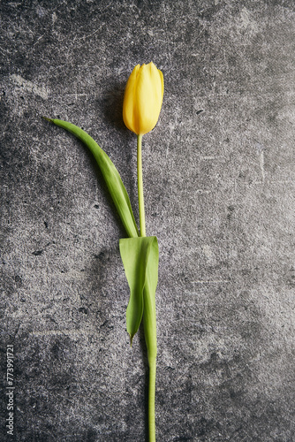 tulipan na czarnym tle 