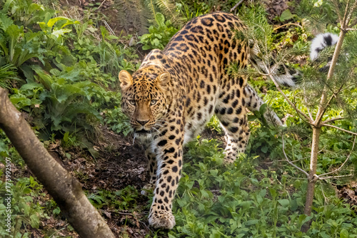 Amur leopard on the prowl