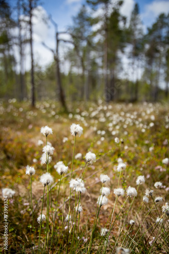 flowers of cotton grass in swamp