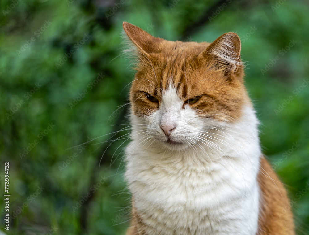 A proud cinnamon and white colored cat poses for a 3/4 portrait, with a natural green background.