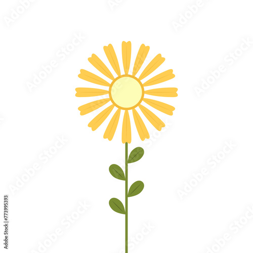 Mimosa flower vector. illustration isolated on white background. Yellow flower.