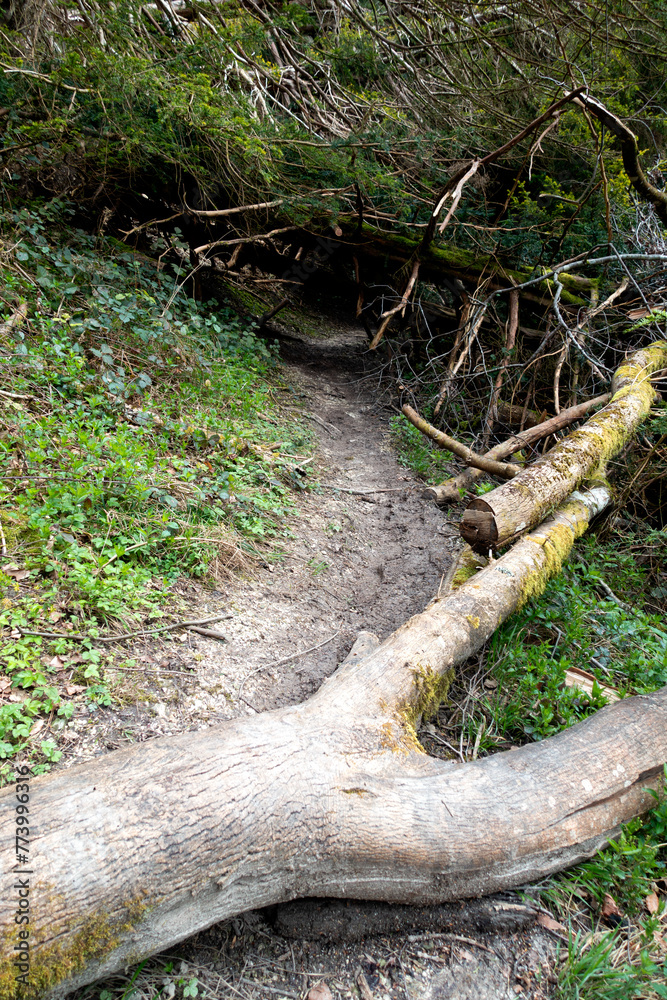 British Woodland Scenery Walk through a Walking Trail With Path