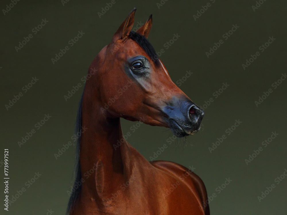 Beauty Arabian Horse, portrait in dark stable background
