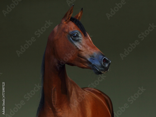Obraz na płótnie Beauty Arabian Horse, portrait in dark stable background w salonie