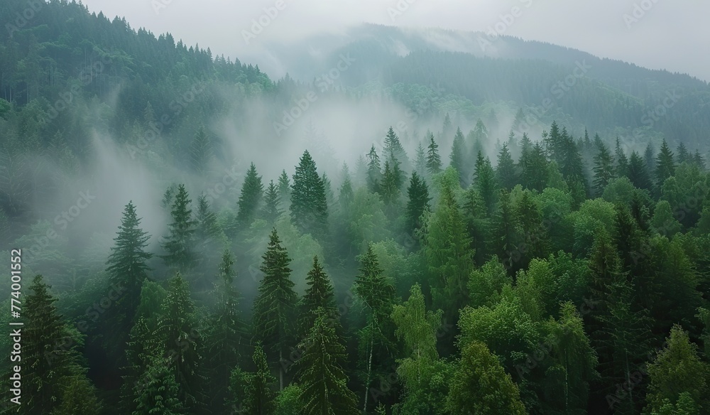 Foggy morning in a dense green forest. Mystical serenity and freshness of nature.