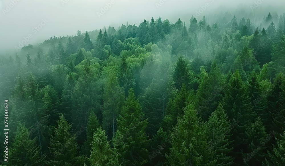 Fog enveloping a green forest in the mountains. Nature and mystique concept.