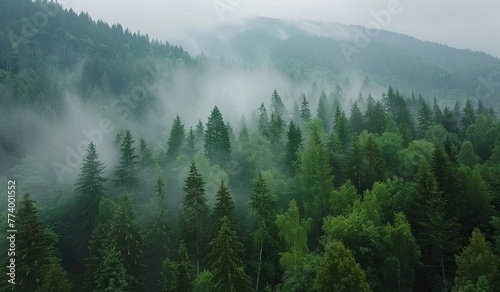 Foggy morning in a dense green forest. Mystical serenity and freshness of nature.