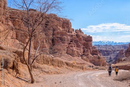 The huge Charyn Canyon in the desert of Kazakhstan. People go down a canyon in the desert among huge rocks. On the left is a tree without leaves
