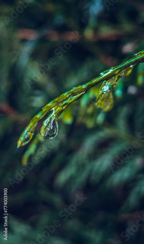 Raindrop on an evergreen © Andrea