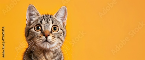 A cat with a surprised expression against an orange background is very cute