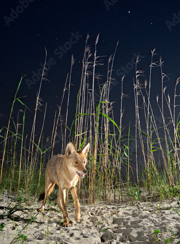 Coyote (Canis latrans) with open mouth on sand dune at night under starry sky, Galveston, Texas. photo