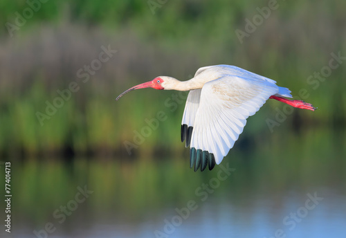 American white ibis (Eudocimus albus) flying over tidal marsh, Galveston, Texas, USA. photo