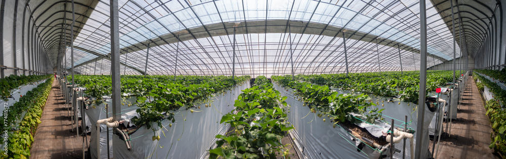 Strawberries hanging in a greenhouse. Strawberries in different growth stages hanging in the greenhouse of a strawberry nursery. Strawberries hanging in a greenhouse. Strawberries in different growth stages hanging in the greenhouse of a strawberry nursery.