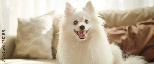 Portrait of white, happy smiling dog of the spitz breed. Beloved pet in the beautiful home.
