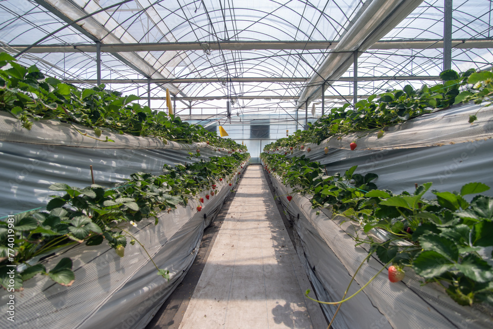 Strawberries hanging in a greenhouse. Strawberries in different growth stages hanging in the greenhouse of a strawberry nursery.