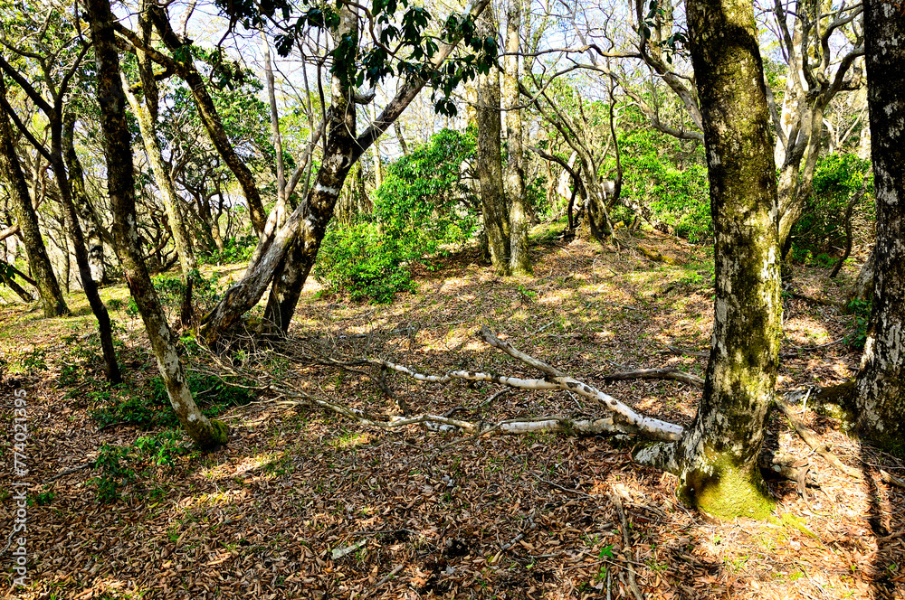 Fototapeta premium 春の丹沢山地 寿岳の山頂 