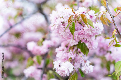 Close-up image of the beautiful soft pink Cherry Blossom of 'Prunus Kanzan' Japanese flowering cherry tree photo