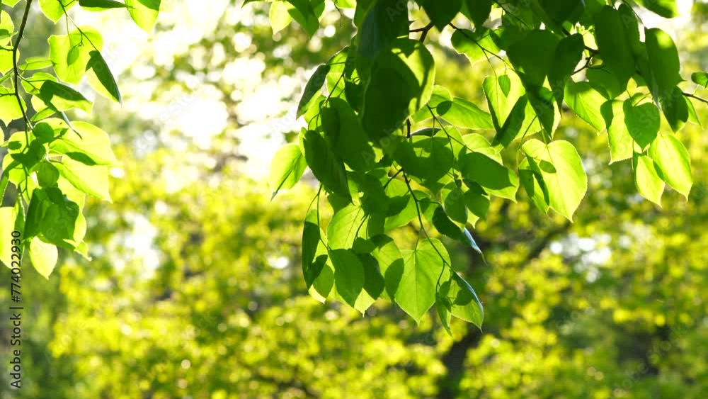green leaves in the forest green leaves in the forest