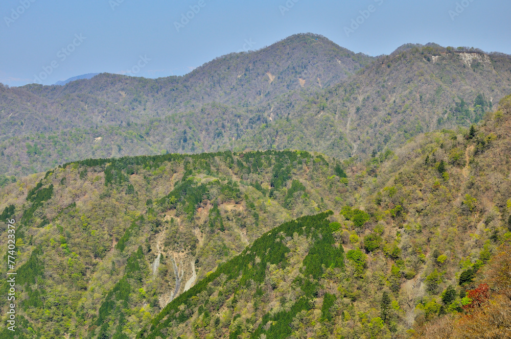 Fototapeta premium 春の丹沢 日高より檜洞丸と新緑の山地を望む 