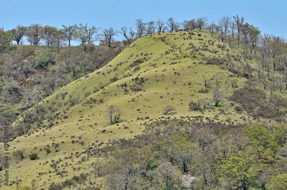 Naklejka premium 丹沢山地の丹沢山より望む新緑の不動ノ峰 