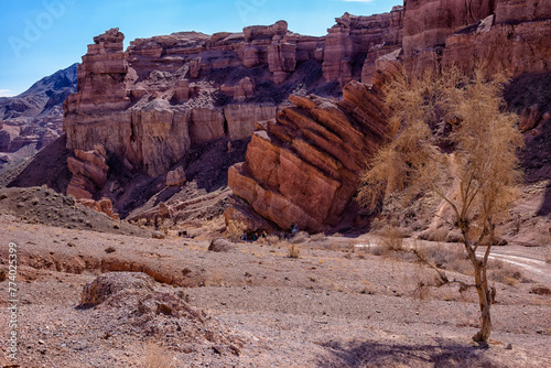 The huge Charyn Canyon in the desert of Kazakhstan. People go down a canyon in the desert among huge rocks. on the right is a tree without leaves photo
