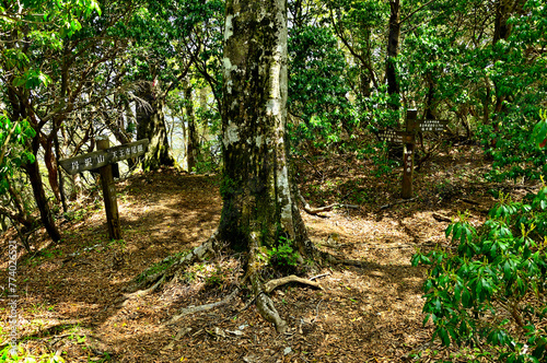 丹沢山地の丹沢山 天王寺尾根分岐 