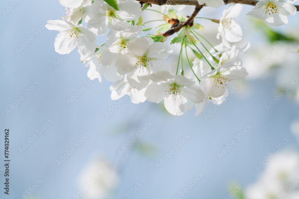 Obraz premium 2024年4月の東京に咲いた桜