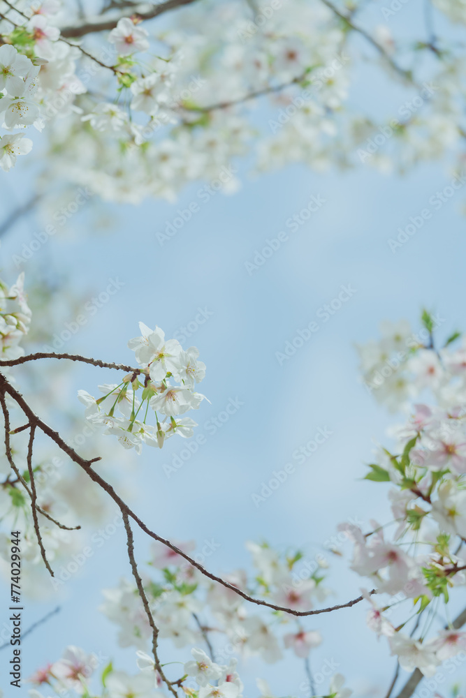 2024年4月の東京に咲いた桜