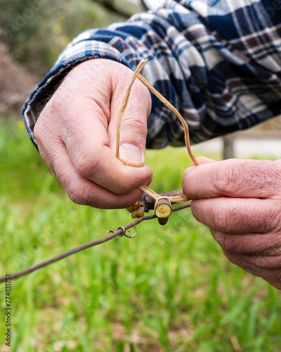 The ligature. Winemaker ties the new shoot to the wire after pruning with vegetable raffia. Traditional agriculture. Winter pruning, Guyot method. photo