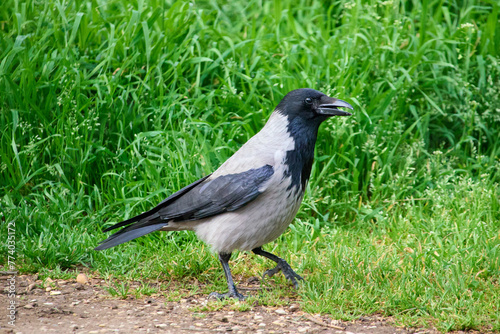 Crow walking at Villa Borghese city park in Rome, Italy 