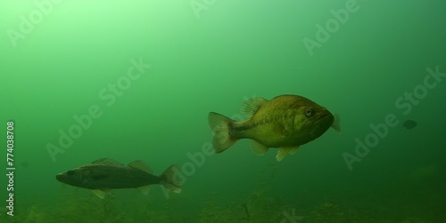 Fototapeta Naklejka Na Ścianę i Meble -  Largemouth Bass Walleye