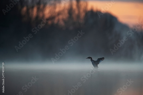 Misty lake sunrise with silhouette of a spreading-winged goose photo