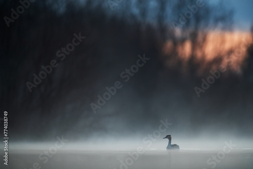 Misty dawn with a great crested grebe on tranquil water. photo